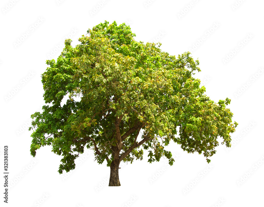 green tree isolated on white background