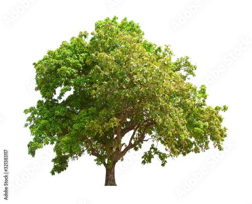 green tree isolated on white background