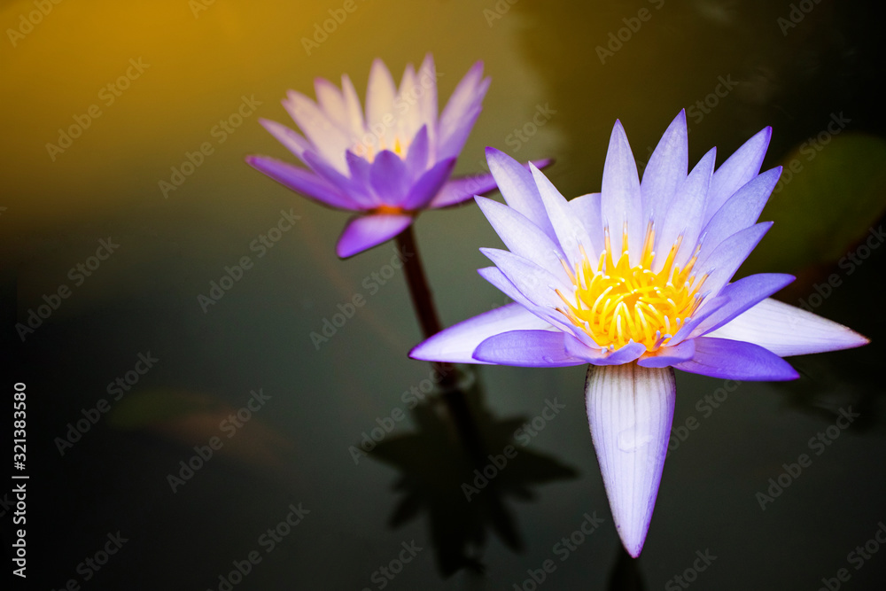 Natural lotus background, Close-up of tropical lotus flower with copy space. Natural lotus background, Close-up of tropical lotus flower with copy space.