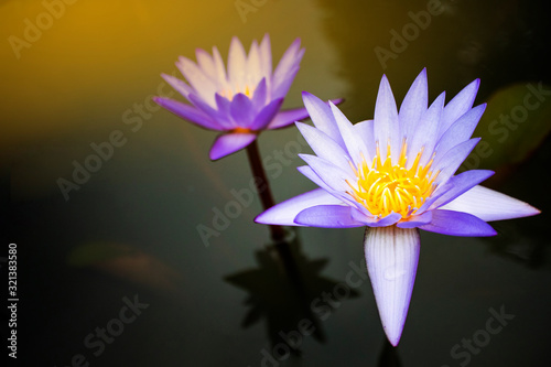 Natural lotus background, Close-up of tropical lotus flower with copy space.