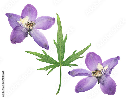 Pressed and dried delphinium flowers isolated on white background. For use in scrapbooking  floristry or herbarium.