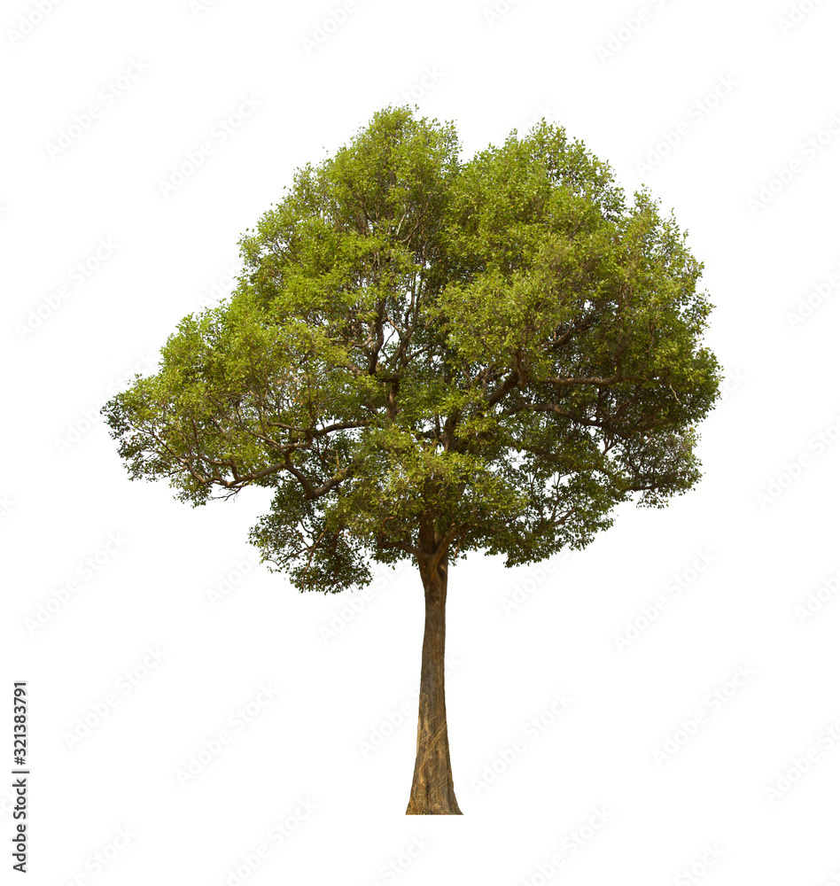 Fototapeta premium isolated tree is located on a white background.