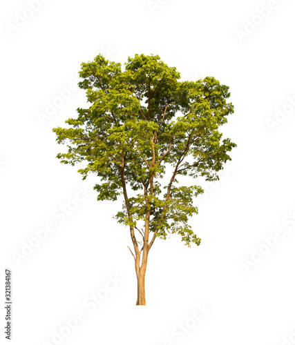 isolated tree is located on a white background.