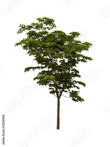 isolated tree  is located on a white background.