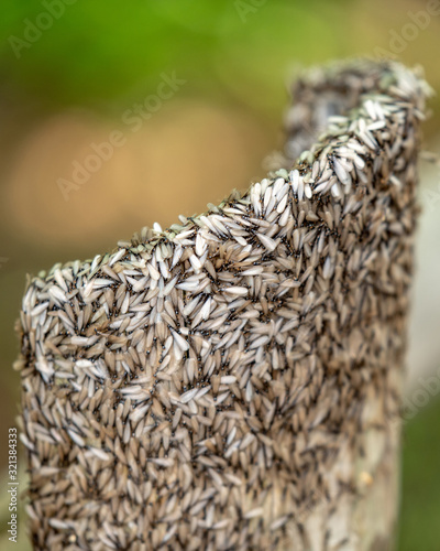 Thousands of Winged Termites devour a wooden post
