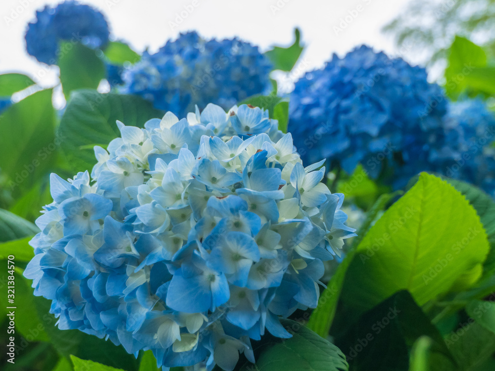 Hydrangea　アジサイ