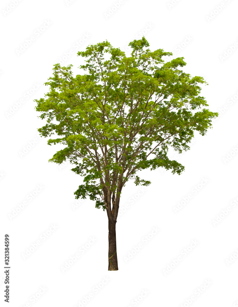 isolated tree is located on a white background. isolated tree is located on a white background.