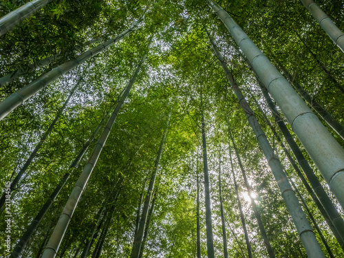 bamboo forest 竹林