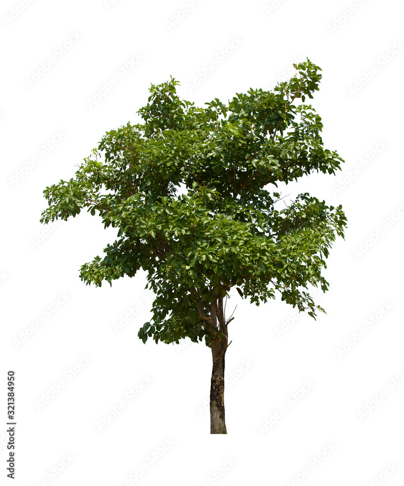 isolated tree is located on a white background. isolated tree is located on a white background.