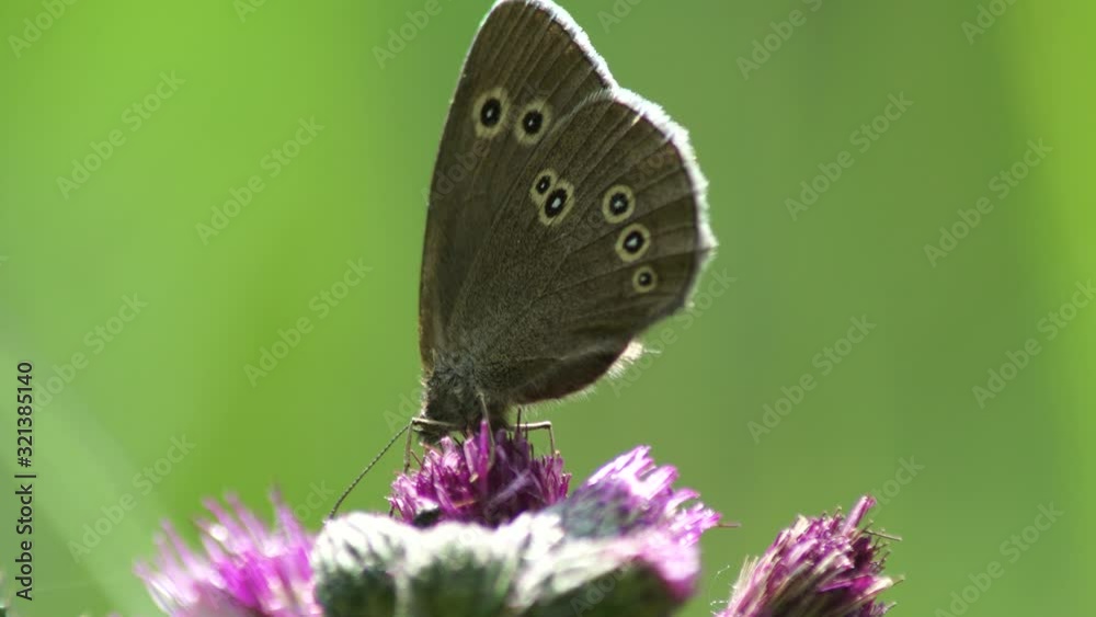 Ringlet butterfly on flower in the forest, beautiful insect in the nature habitat, wildlife from UK. Ringlet butterfly on flower in the forest, beautiful insect in the nature habitat, wildlife from UK.