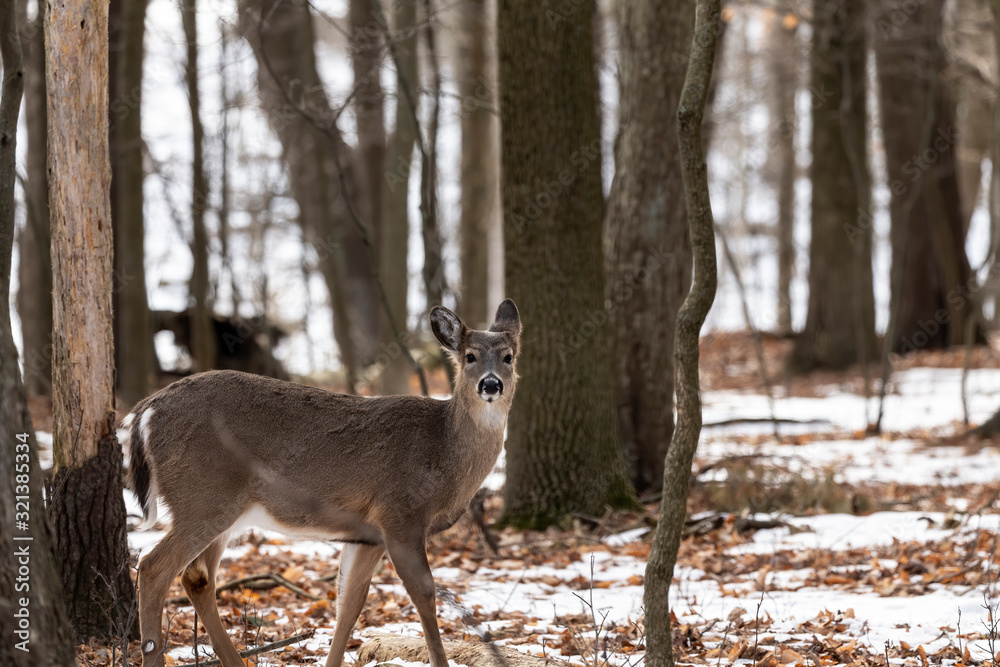 Deer. The white-tailed deer, also known as the whitetail or Virginia deer in winter on snow .State park Wisconsin. Deer. The white-tailed deer, also known as the whitetail or Virginia deer in winter on snow .State park Wisconsin.