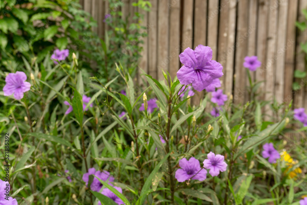 Beautiful purple color petals of Britton's wild petunia know as Mexican bluebell, blooming on green leaves blurred background