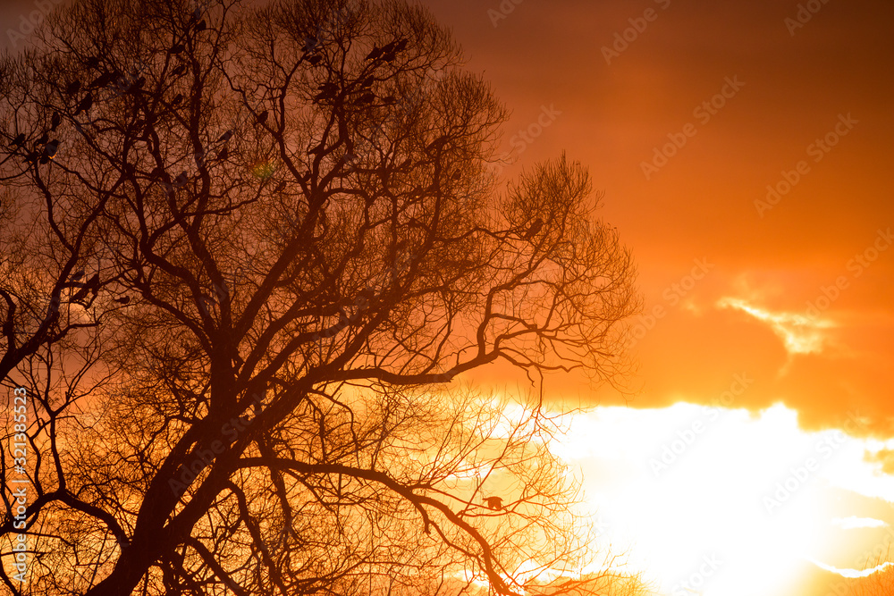 A flock of raven in the trees against the backdrop of a bright beautiful sunset A flock of raven in the trees against the backdrop of a bright beautiful sunset