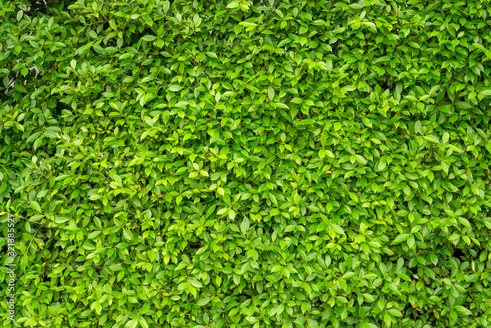 Green wall of Ficus shrub plant, closeup image for the background