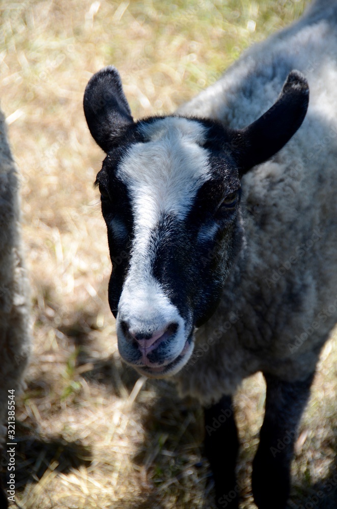 sheep at the Acadian Historical Village, New Brunswick, Canada sheep at the Acadian Historical Village, New Brunswick, Canada