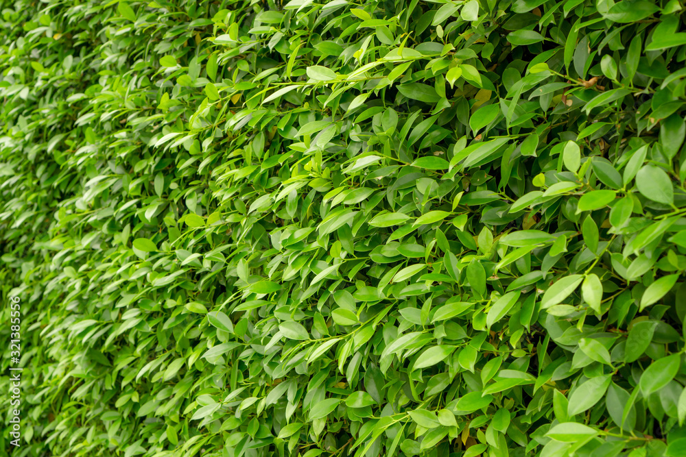 Green wall of Ficus shrub plant, closeup image for the background Green wall of Ficus shrub plant, closeup image for the background