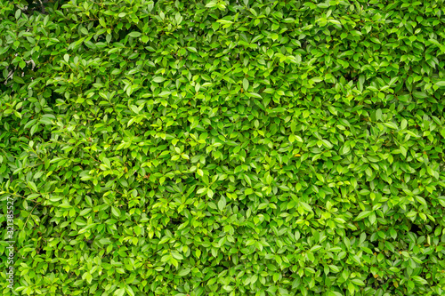 Green wall of Ficus shrub plant, closeup image for the background