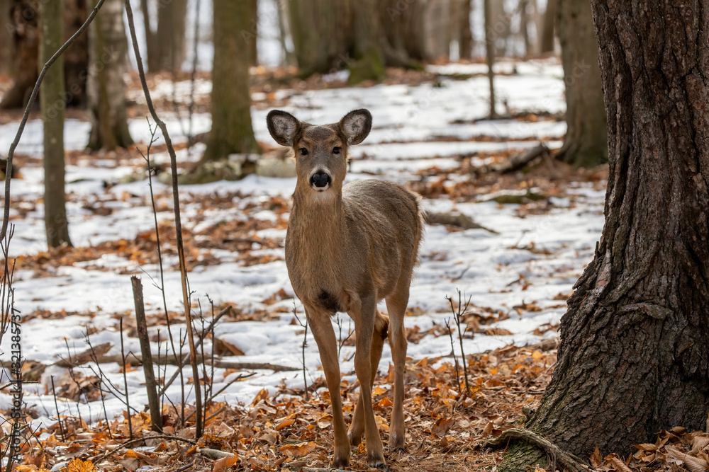Deer. The white-tailed deer, also known as the whitetail or Virginia deer in winter on snow .State park Wisconsin. Deer. The white-tailed deer, also known as the whitetail or Virginia deer in winter on snow .State park Wisconsin.