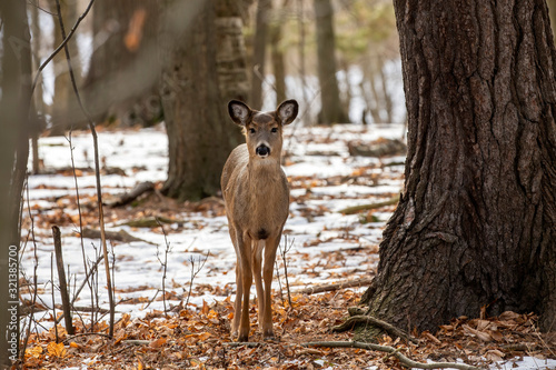 Deer. The white-tailed deer  also known as the whitetail or Virginia deer in winter on snow .State park Wisconsin.