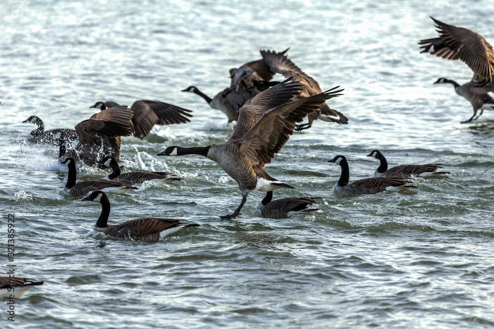 Fototapeta premium Flock of Canadian geese on lake Michigan