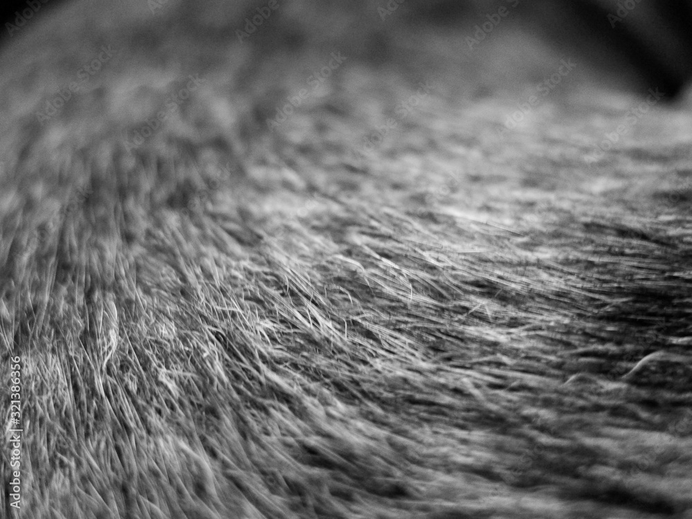 Dog fur close-up in black and white Dog fur close-up in black and white
