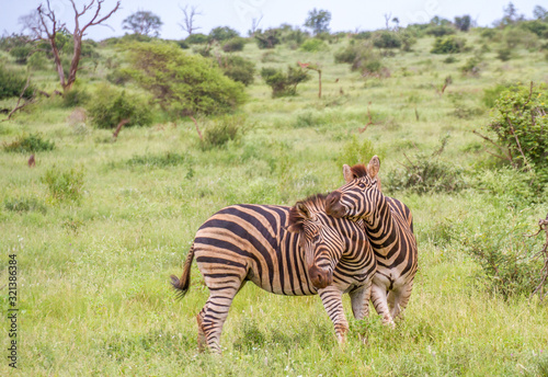 Two burchell s zebras interacting isolated in the Kruger National park in South Africa image in horizontal format