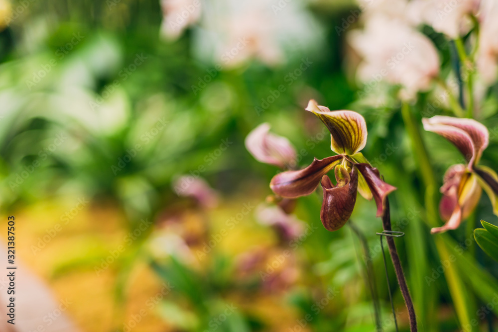 Beautiful blooming paphiopedilum lady slipper orchid flowers Beautiful blooming paphiopedilum lady slipper orchid flowers