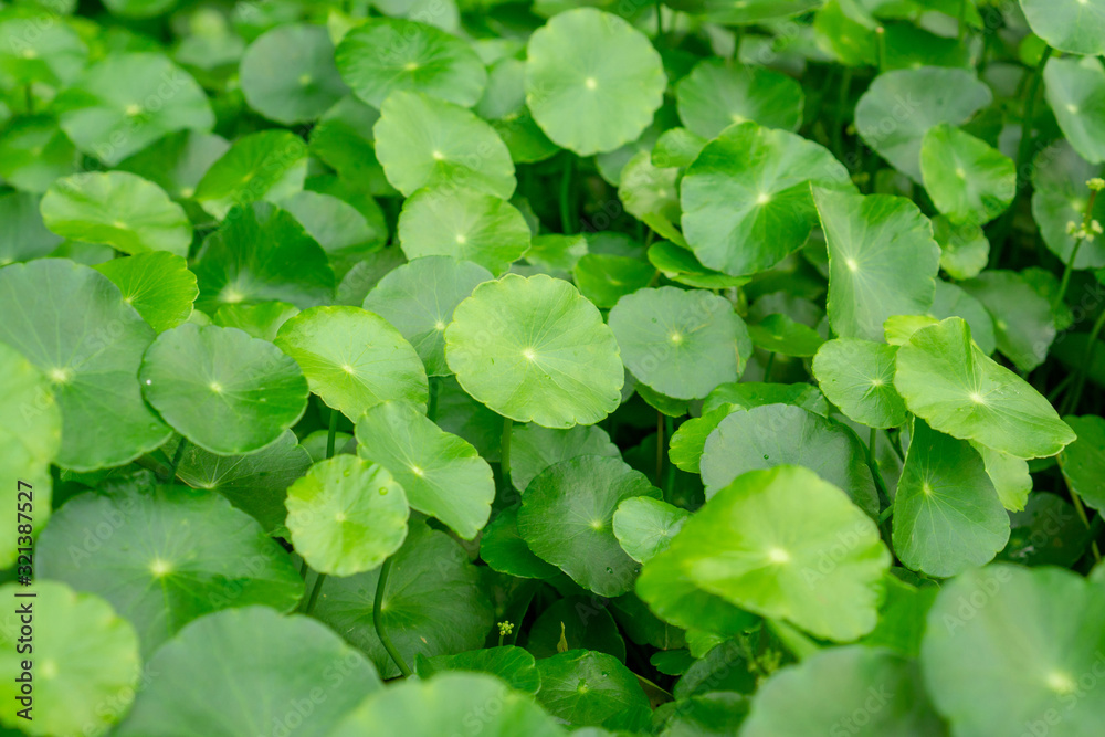 Greenery umbrella shape leaves of Water pennywort know as Marsh Penny or Indian pennywort, closeup image Greenery umbrella shape leaves of Water pennywort know as Marsh Penny or Indian pennywort, closeup image