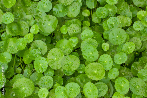 Greenery umbrella shape leaf of Water pennywort with raindrops on circle leaves, this plant know as Marsh Penny or Indian pennywort, Top view closeup image photo