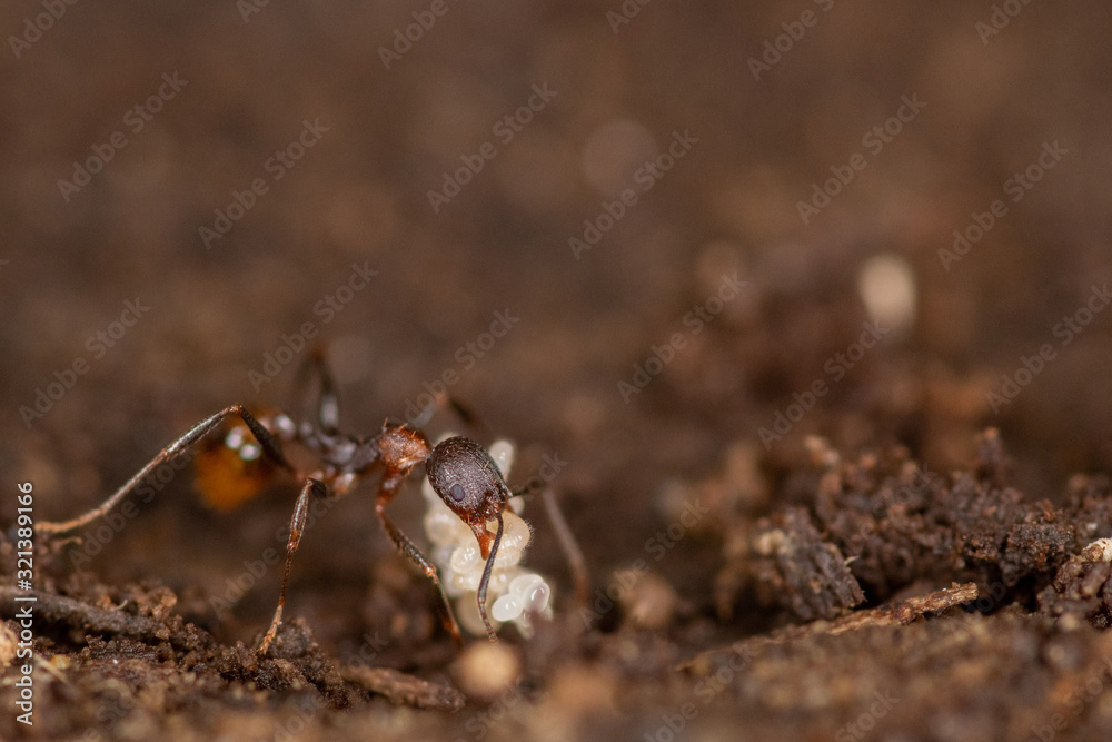 Macro of an ant moving a larva carcass Macro of an ant moving a larva carcass