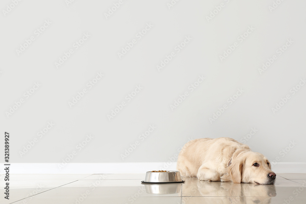 Cute dog and bowl with food near light wall - obrazy, fototapety, plakaty 