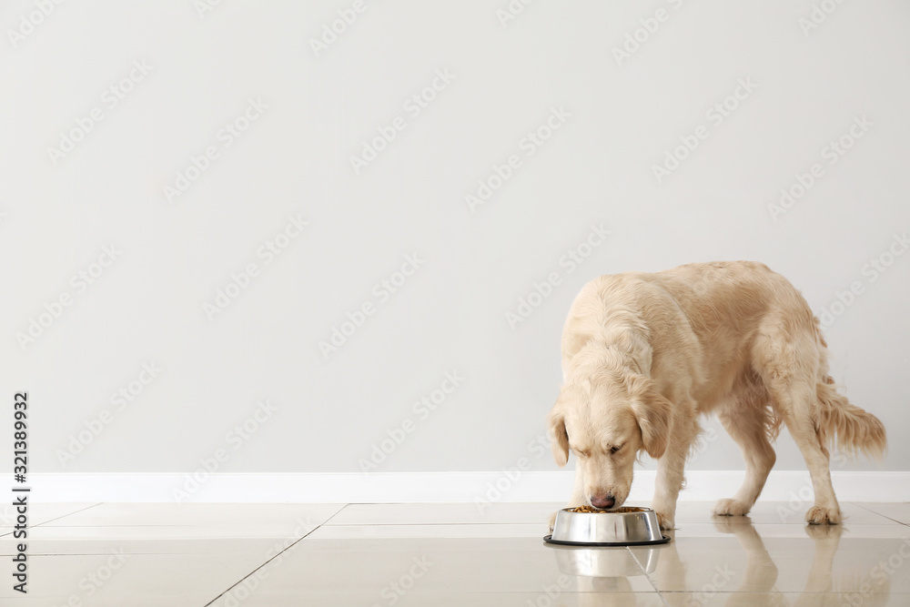 Cute dog eating food from bowl near light wall - obrazy, fototapety, plakaty 