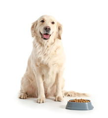 Cute dog near bowl with food on white background