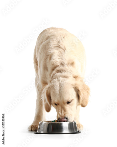 Quadro su tela Cute dog eating food from bowl on white background