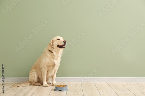 Fototapeta Naklejka Na Ścianę i Meble -  Cute dog and bowl with food near color wall