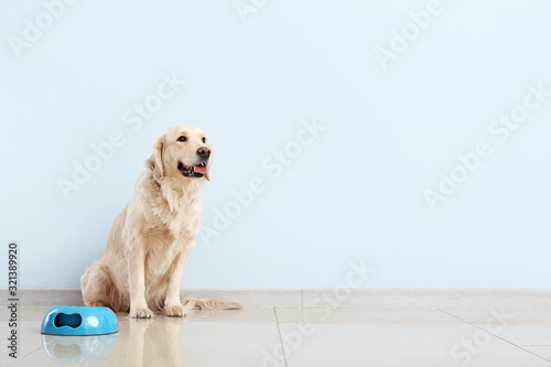 Fototapeta Naklejka Na Ścianę i Meble -  Cute dog and bowl with food near color wall