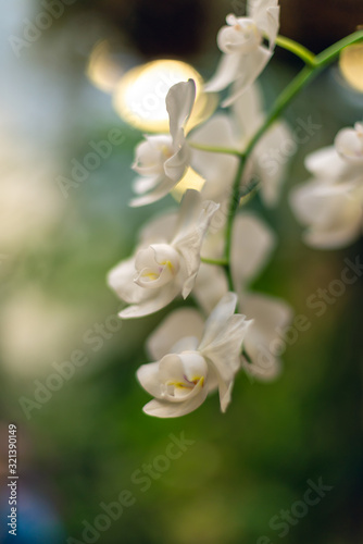 Beautiful blooming white phalaenopsis orchid flowers