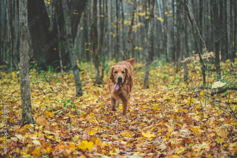 Dog in the fall leaves