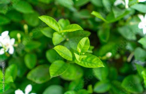 Fresh young bud soft green leaves blossom on natural greenery plant and white flower blurred background under sunlight in garden, abstract image from nature