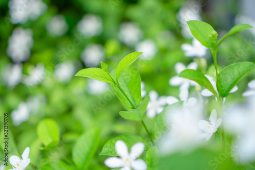 Fresh young bud soft green leaves blossom on natural greenery plant and white flower blurred background under sunlight in garden   abstract image from nature selective focus