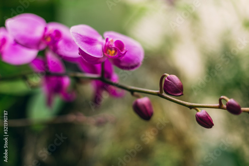 Beautiful blooming pink phalaenopsis orchid flowers