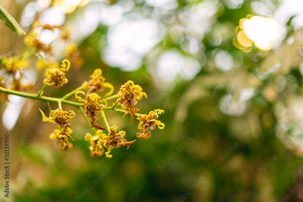 Beautiful yellow oncidium orchid flower blooms
