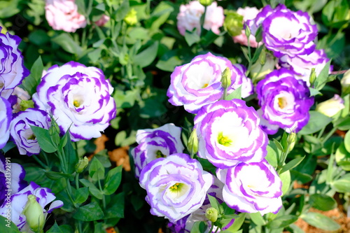 bouquet of flowers