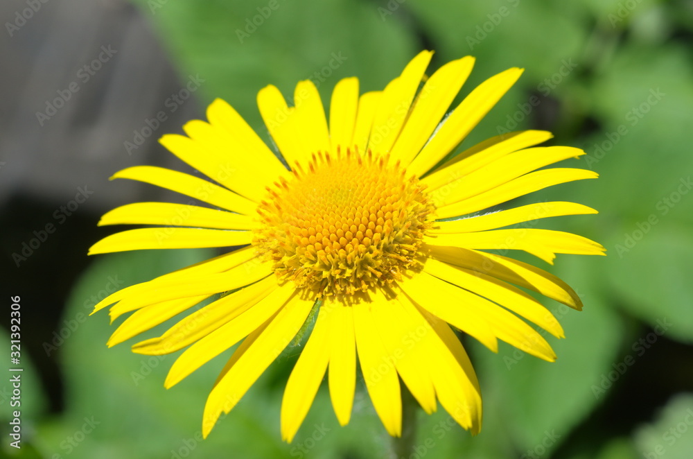 Doronicum yellow flower close up Doronicum yellow flower close up