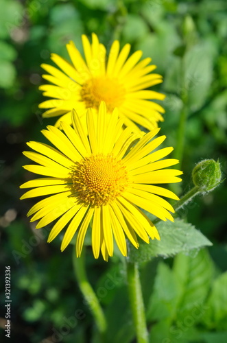 Wallpaper Mural Blooming Doronicum yellow flowers close-up Torontodigital.ca