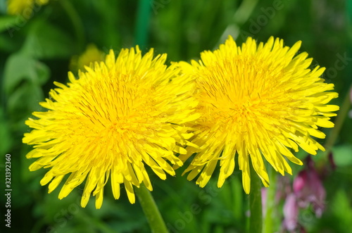 Yellow dandelions  lat. Taraxacum  close-up