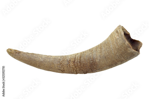 asian buffalo horn isolated on white background photo