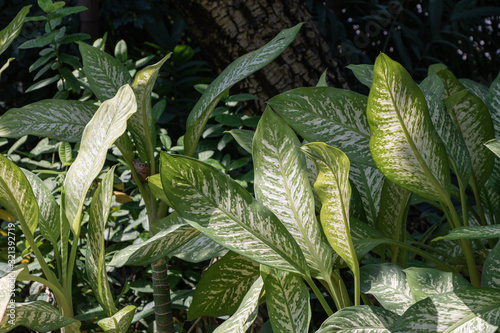 Close up Dumb canes plant in a garden.(Dieffenbachia amoena or Mother-in-law's tongue plant)