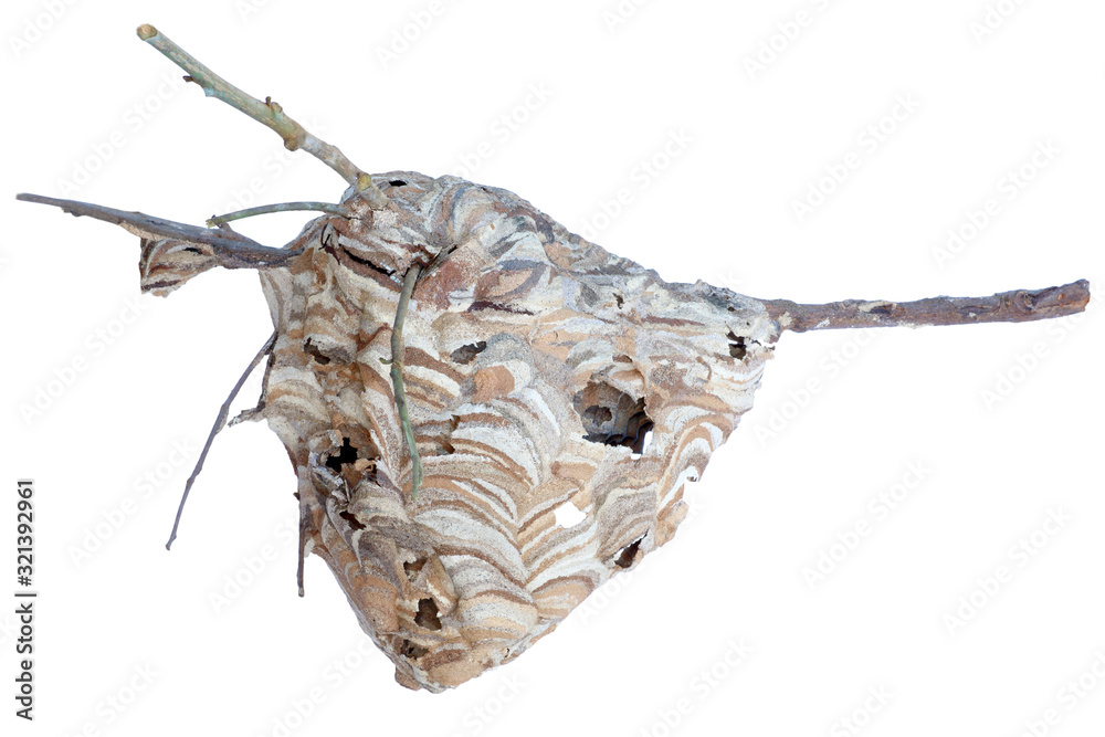 Fototapeta premium Wasp nest on tree branches on white
