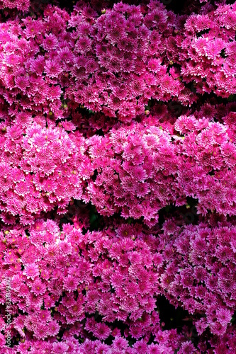 Fototapeta Naklejka Na Ścianę i Meble -  background of pink flowers